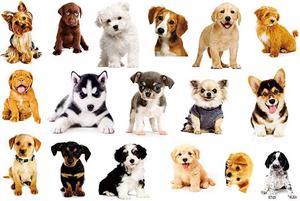 Dog Wall Sticker 17PCS Pet Stickers for Kids Wall Decals Living Room Baby Rooms Bedroom Toilet House Wall DIY Decoration