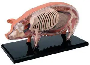 FOR 4D Vision Pig Organ An y Model Animal Puzzle For And Veterinary Teaching Model FOR 4D Vision Pig Organ An y Model Animal Puzzle For And Veterinary Teaching Model