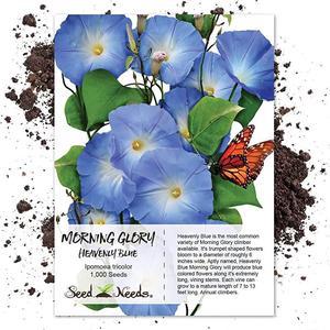 Needs Heavenly Blue Morning Glory Ipomoea Tricolor 1000 s Untreated