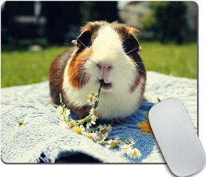 Amcove Funny Guinea Pig Mousepad Custom, Cute Eating Guinea Pig Mouse pad Non-Slip Rubber Gaming Mousepad Rectangle Mouse Pads for Computers Laptop 9.5 X 7.9 Inch (240mmX200mmX3mm)