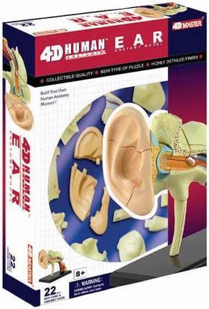 26055 - HUMAN EAR ANATOMY MODEL 22PARTS W/STAND AND ASSEMBLY GUIDE