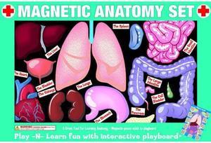 19256MX - MAGNETIC ANATOMY SET