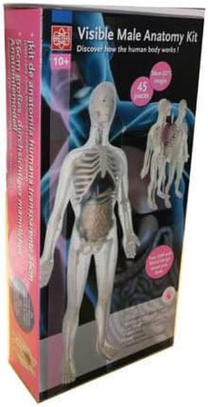 37461 - HUMAN VISIBLE MALE ANATOMY KIT HEIGHT:56CM 45PIECES