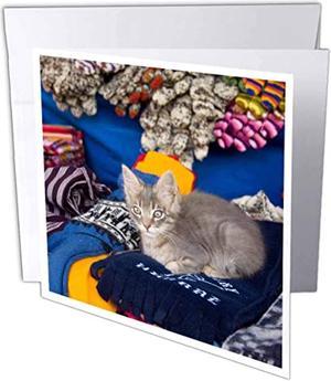 Cat On Scarves At Market Huaraz Peru  Greeting Card 6 X 6 Inches Single Gc870085