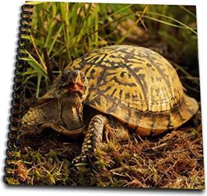 Eastern Box Turtle, Michigan - Us23 Aje0005 - Adam Jones - Mini Notepad, 4 By 4-Inch (Db_91057_3)