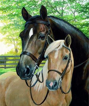 Horse and Colt Paint by Numbers (40x50cm no frame)