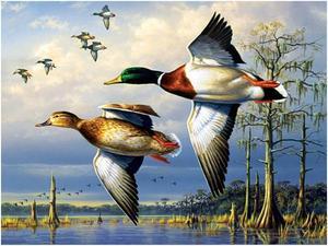 Ducks Paint By Numbers (40x50cm No Frame)