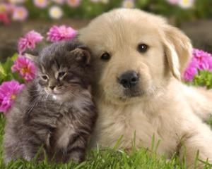 Cat and Dog Paint By Numbers (40x50cm No Frame)