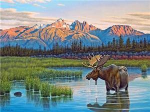 Moose Paint By Numbers (30x40cm No Frame)