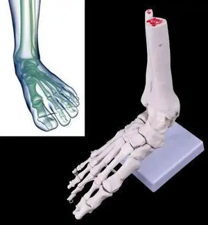 Life size Foot Ankle Joint Anatomical Skeleton Model Medical Display Study Tool Medical Science Stationery for School