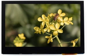 Waveshre 4.3inch Capacitive Touch LCD Multicolor Graphic Display with 800x480 Pixels Display 16,777,216 Colors via the 24-bit RGB Interface Support 5-points Capacitive Touch Control via I2C Interface. Waveshre 4.3inch Capacitive Touch LCD Multicolor Graphic Display with 800x480 Pixels Display 16,777,216 Colors via the 24-bit RGB Interface Support 5-points Capacitive Touch Control via I2C Interface.