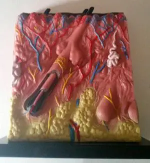 4-Sided Skin Block Model of Skin & Hair Anatomy Science Teaching Display Art