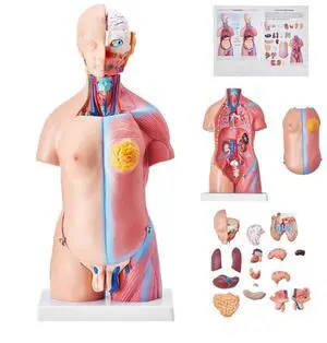 VEVOR Human Body Model, 23 Parts 18 inch, Human Torso Anatomy Model Unisex Anatomical Skeleton Model with Removable Organs, Educational Teaching Tool for Students Science Learning Education Display