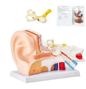 VEVOR Human Ear Anatomy Model, 3 Parts 5 Times Enlarged Human Ear Model Displaying Outer, Middle, Inner Ear with Base, Professional PVC Anatomical Ear Model for Education Physiology Study Teaching