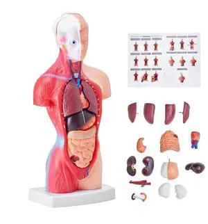 VEVOR Human Body Model, 15 Parts 11 inch, Human Torso Anatomy Model Anatomical Skeleton Model with Removable Organs, Educational Teaching Tool for Students Science Learning School Education Display