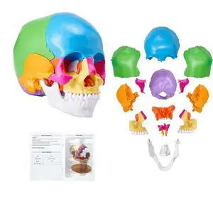 VEVOR Human Skull Model, 22 Parts Human Skull Anatomy, Life-Size Painted Anatomy Skull Model, PVC Anatomical Skull, Detachable Learning Skull Model, for Professional Teaching, Researching and Learning