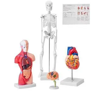 VEVOR Human Anatomy Models Bundle Set, Brain, Human Torso Body, Heart, Skeleton Model Set of 4, Hands-on 3D Model Study Tools Teaching Models for Physiology Students or as Educational Kit for Kids