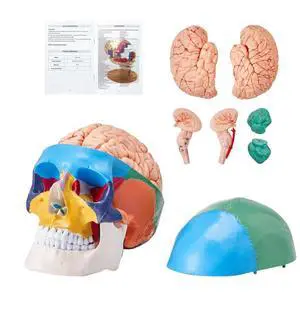 VEVOR Human Skull Model, 8 Parts Brain & 3 Parts Skull, Life-Size Painted Anatomy Skull Model, PVC Anatomical Skull, Detachable Learning Skull Model for Professional Teaching, Researching and Learning