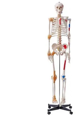 VEVOR Human Skeleton Model for Anatomy, 71.65" Life Size, Accurate PVC Anatomy Skeleton Model with Ligaments, Movable Arms, Legs & Jaw, with Muscle Origin & Insertion Points, for Professional Teaching