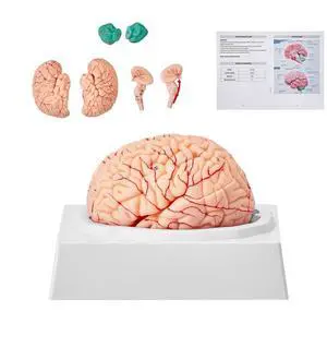 VEVOR Human Brain Model Anatomy, 1:1 Life-Size 9-Part Human Brain Anatomical Model with Labels & Display Base, Detachable Brain Model for Science Research Teaching Learning Classroom Study Display