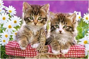 Castorland Kittens in a Basket Puzzle 70pcs