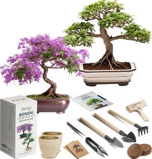 Bonsai Growing Seed Kit  2X Japanese Bonsai Trees  Complete Indoor Starter Kit for Growing Bonsai Trees  Tools  Planters  Gardening Gifts for Women  Men