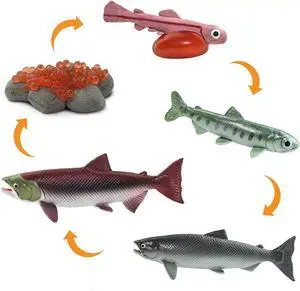 Life Cycle Of A Salmon Safariology Safari Ltd