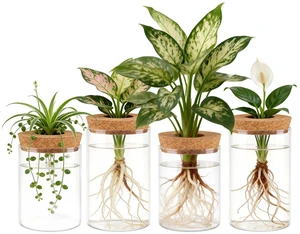 Fresh Fab Find 4Pack Glass Propagation Stations For Plants Indoor Glass Planters Hydroponic Plant Vases 2 Large 2 Small for Plant Cuttings Flower Arrangements - Clear Fresh Fab Find 4Pack Glass Propagation Stations For Plants Indoor Glass Planters Hydroponic Plant Vases 2 Large 2 Small for Plant Cuttings Flower Arrangements - Clear