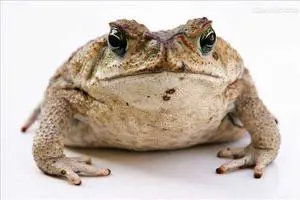 Rubbish seller Rubbish seller