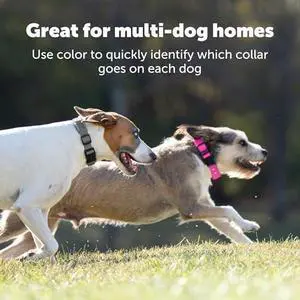 Guardian GPS Dog Fence  No Subscription  Create Your Own Wireless Fence for Dogs  for Yards 3/4 Acres or Larger  World's Safest GPS Dog Fence Tech  New, Redesigned Collar