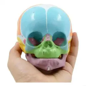 Aomoproing Baby Head Skull Model, Baby Skeleton Model for Diseases Study