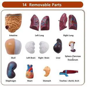 Ageryu Workmanshipp-Human Torso Body Model Anatomy Anatomical Internal Organs PVC For Student Teaching Study