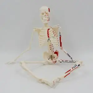 Medical Mini Human Skeleton Model for Anatomy 17.72'' Full Body Human Skeleton Model with Movable Arms and Legs for w/ B