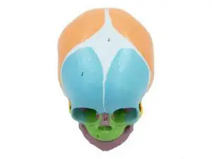Baby Head Skull Model, Baby Skeleton Model for Diseases Study Baby Head Skull Model, Baby Skeleton Model for Diseases Study