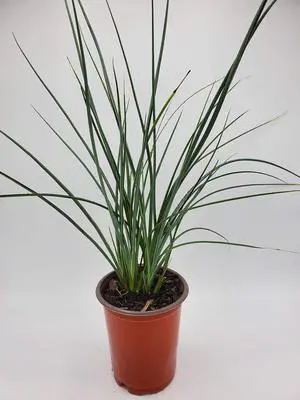 Red Yucca (Bundle of 12) - Hesperaloe parviflora - Quart Containers - by - Live Plants - 6-12" Tall (12) Red Yucca (Bundle of 12) - Hesperaloe parviflora - Quart Containers - by - Live Plants - 6-12" Tall (12)