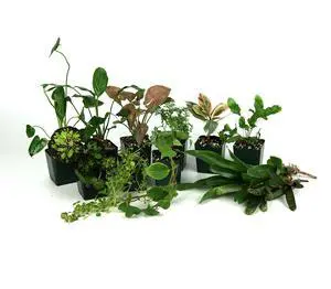 24x18x18 Tropical Vivarium Plant Kit 24x18x18 Tropical Vivarium Plant Kit