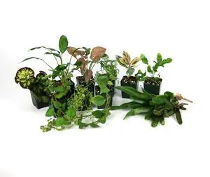 18x18x24 Tropical Vivarium Plant Kit 18x18x24 Tropical Vivarium Plant Kit
