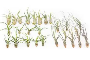 Pack of Wild Ones Air Plants - Tillandsia Caput Medusae, Butzii & Bulbosa Guatemala - Succulent House Plants for Holders - Available in Wholesale/Bulk - Easy Care Indoor/Outdoor Plants (Pack of 50) Pack of Wild Ones Air Plants - Tillandsia Caput Medusae, Butzii & Bulbosa Guatemala - Succulent House Plants for Holders - Available in Wholesale/Bulk - Easy Care Indoor/Outdoor Plants (Pack of 50)