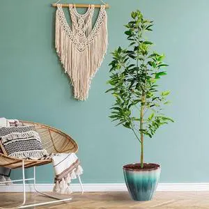 Cold Hardy Avocado Tree, 2-3 ft. - No Shipping to AK, AZ, HI, OR Cold Hardy Avocado Tree, 2-3 ft. - No Shipping to AK, AZ, HI, OR