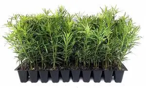 Podocarpus Macrophyllus Japanese Yew | 50 Live Plants | Podocarpus macrophyllus | Privacy Hedge Shrub | Evergreen Landscaping Plants for Gardens & Borders Podocarpus Macrophyllus Japanese Yew | 50 Live Plants | Podocarpus macrophyllus | Privacy Hedge Shrub | Evergreen Landscaping Plants for Gardens & Borders