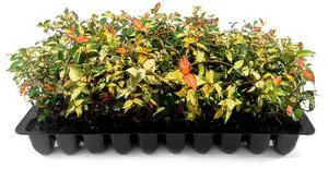 Jasmine Summer Sunset - 60 Live Plants - Trachelospermum Asiaticum - Colorful Groundcover Vine Jasmine Summer Sunset - 60 Live Plants - Trachelospermum Asiaticum - Colorful Groundcover Vine