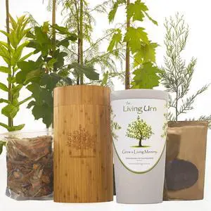 The Living Urn Bio Urn Including a Premium Young Tree of Choice. Grow a Living Tree Memorial from Cremation Ashes 7.5 x 7.5 x 13.9 inches The Living Urn Bio Urn Including a Premium Young Tree of Choice. Grow a Living Tree Memorial from Cremation Ashes 7.5 x 7.5 x 13.9 inches