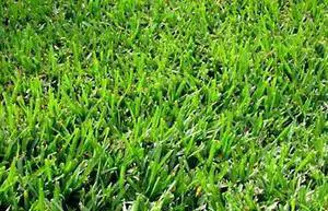 Seeded Bermuda Grass Seed- 25# Bulk Warm Season by Seeded Bermuda Grass Seed- 25# Bulk Warm Season by