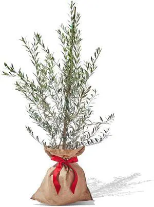 Live Frantoio Olive Container Plant Tree 2-3 Feet Tall for Indoor or Outdoor Gift Live Frantoio Olive Container Plant Tree 2-3 Feet Tall for Indoor or Outdoor Gift
