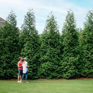 Thuja Green Giant Arborvitae, 3-4 ft. - No Shipping to AK, AZ, HI, OR Thuja Green Giant Arborvitae, 3-4 ft. - No Shipping to AK, AZ, HI, OR