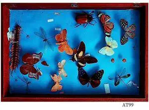 Making Insect Specimen Tools Kit,Insect Pins,Insect Pinning Board, Wings Pressing Paper,Tweezers, Scissors, Display Case Making Insect Specimen Tools Kit,Insect Pins,Insect Pinning Board, Wings Pressing Paper,Tweezers, Scissors, Display Case