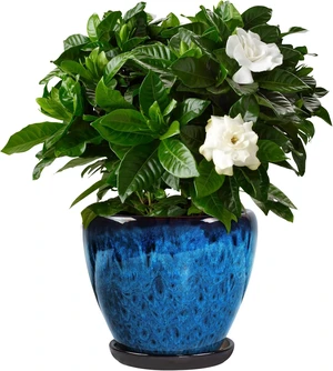 Ceramic Plant Pots With Saucer & Drainage Hole, 8 inch Indoor Flower Pots