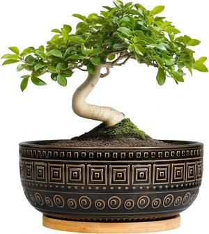 G EPGardening 8 Inch Ceramic Succulent Planter Pots for Indoor Plants Round Shallow Bonsai Planter Pot with Drainage and Bamboo Saucer, Black G EPGardening 8 Inch Ceramic Succulent Planter Pots for Indoor Plants Round Shallow Bonsai Planter Pot with Drainage and Bamboo Saucer, Black