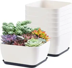 Succulent Pots 6 Inch Shallow Herb Planters with Drainage Hole - 8 Packs Cactus Planter for Home Office Garden Plants Pot Present - Plants Not Included (Off White) Succulent Pots 6 Inch Shallow Herb Planters with Drainage Hole - 8 Packs Cactus Planter for Home Office Garden Plants Pot Present - Plants Not Included (Off White)
