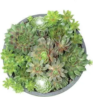 Live Sempervivum Hens and Chicks Succulent Bowl with Mini Plants, Decorative Ceramic Planter by Plants for Pets Live Sempervivum Hens and Chicks Succulent Bowl with Mini Plants, Decorative Ceramic Planter by Plants for Pets